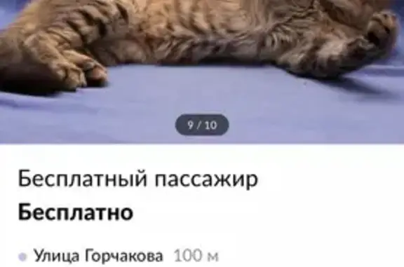 Найдена кошка возле метро Маяковская