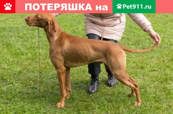 Пропала собака Норд на наб. Тараса Шевченко, Москва.