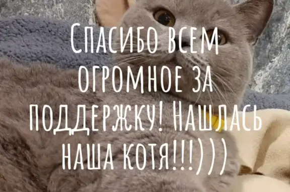 Найдена кошка на ул. Маршала Борзова, Калининград