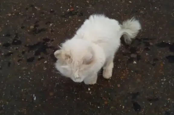 Найдена домашняя кошка на Т. Кривова 13, Чебоксары