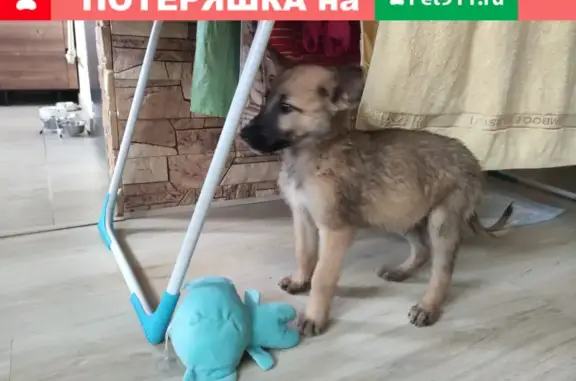 Найден щенок в Иваново, отдам в хорошие руки.
