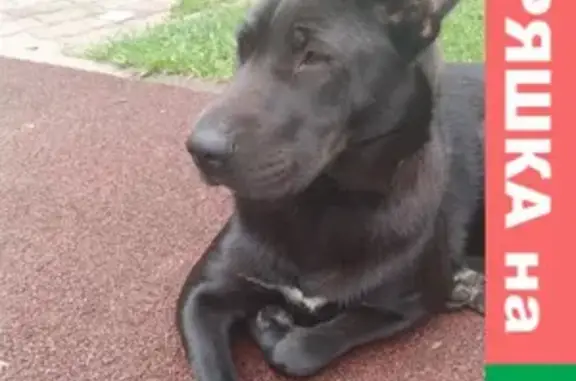 Найдена собака на улице Адмирала Кузнецова, Купавна