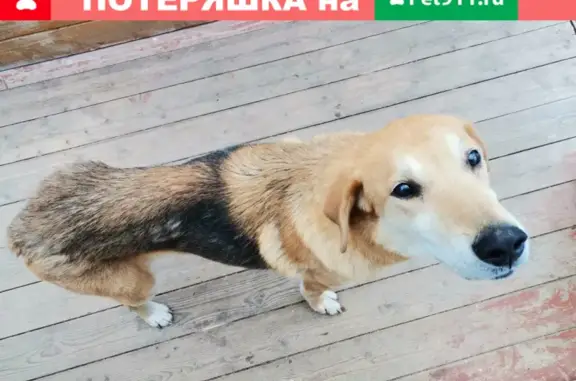 Найдена собака в Сараево, Переславль-Залесский, Ярославская область.