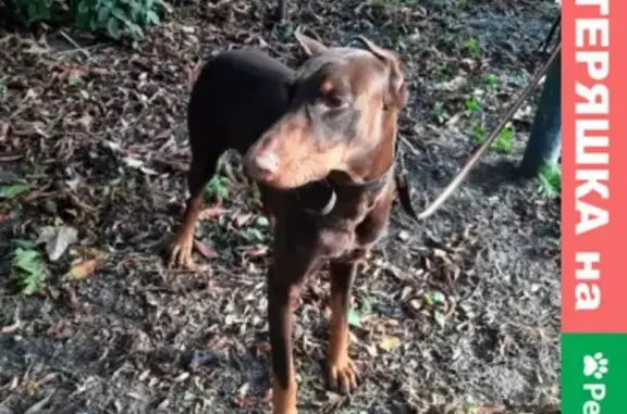 Собака Доберман найдена на Бургасской улице, Краснодар.