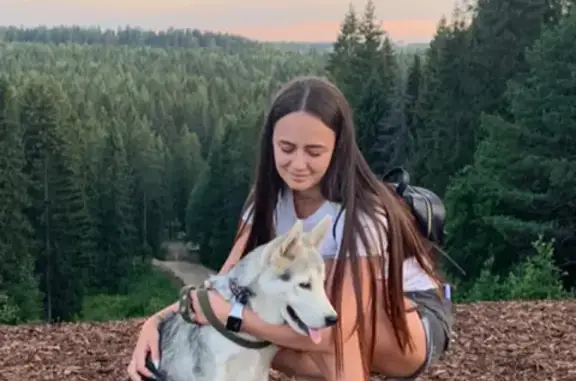 Собаки потеряшки, Петрозаводск, фото: Потеряшка собака Джой на Лесном проспекте, Петрозаводск