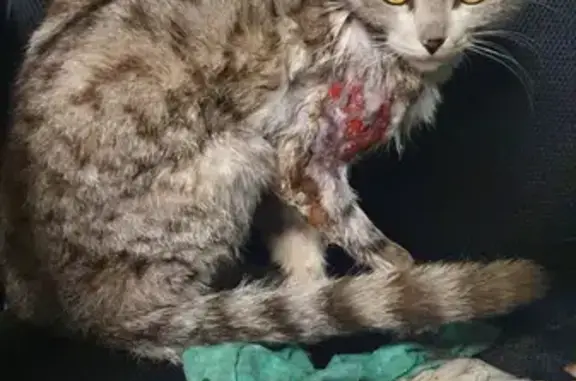 Найден котенок с поврежденной лапой в Челябинске