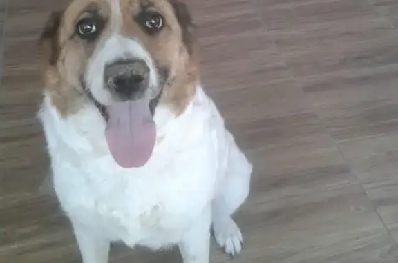 Пропала собака Айвиша в Чебаксе, Казань