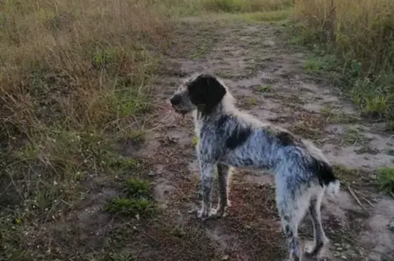 Потерянная собака в Сараевском районе