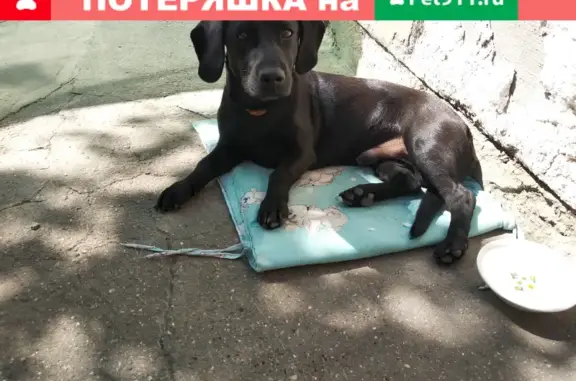 Найдена собака на ул. Крылова в Симферополе