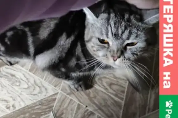 Найдена кошка в Советском районе Казани