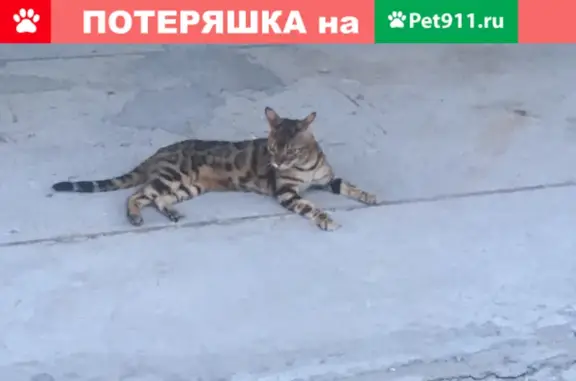 Пропала кошка в Литвиново, Владимирская область