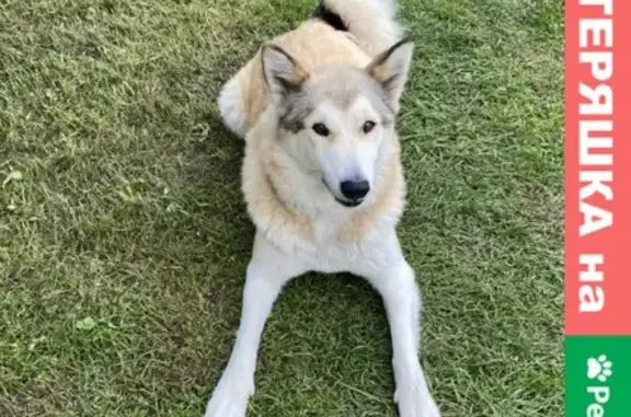 Собака найдена в д. Соха, Печорский район, Псковская область