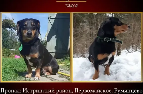 Пропала собака в лесах Первомайского, МО