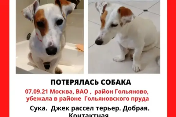 Пропала собака Мотя в районе Гольяново