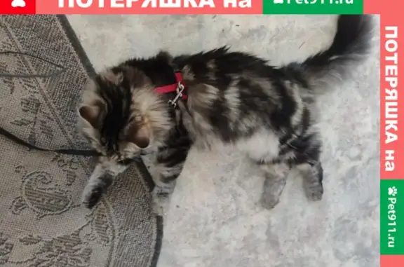 Пропала пушистая кошка на 1-й Чоботовской аллее, Москва