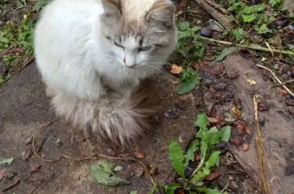 Найдена кошка в Туле, пл. Ленина