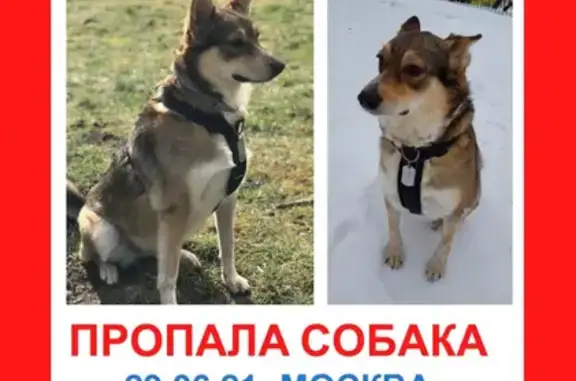 Пропала собака Мира в Бибирево, помогите найти!