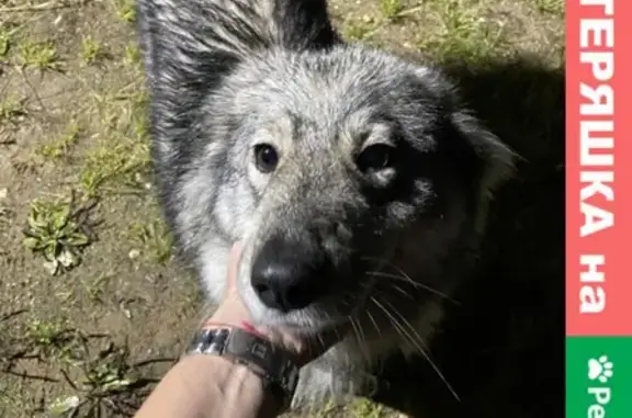 Собака Лайка найдена в Городище, Московская область