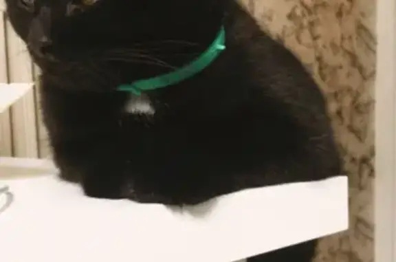 Кошки потеряшки, Санкт-Петербург, фото: Потеряшка кошка на Проспекте Космонавтов 29, Санкт-Петербург