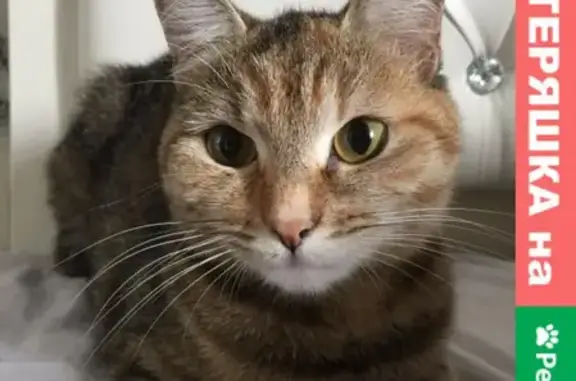 Кошки потеряшки, Новосибирск, фото: Потеряшка кошка Астхик, 1 год 3 мес. в Первомайском районе, ул. Поленова 22