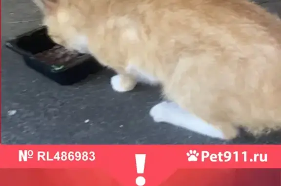 Пропала ярко-рыжая кошка на Покровском бульваре (16/10 с1)