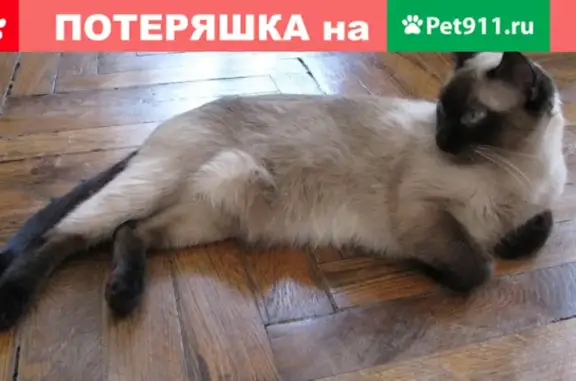 Кошки потеряшки, Тюмень, фото: Потеряшка кошка на ул. Широтная 13 Б, помогите найти!