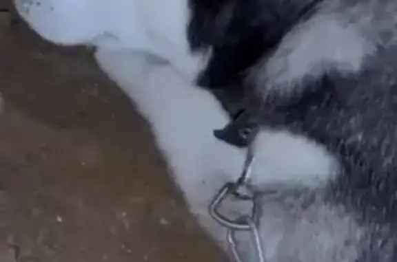Пропала собака Хаски в Красногорске, Московская область
