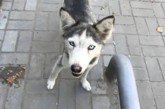 Найдена собака на улице Переверткина, левый берег