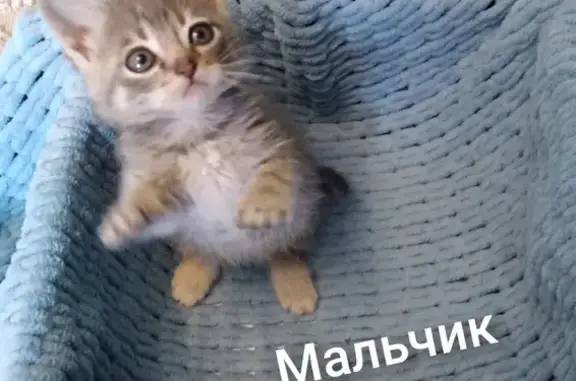 Найдена кошка в Кирове, ищет новый дом