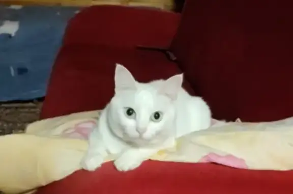 Пропала кошка в СНТ Ветеран, белого цвета, глаза разные, зовут Аська