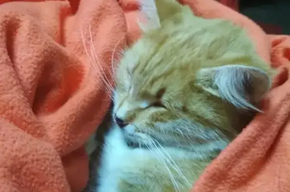 Найдена рыжая кошка, ищет хозяев: Больница №1 УД Президента РФ, Москва