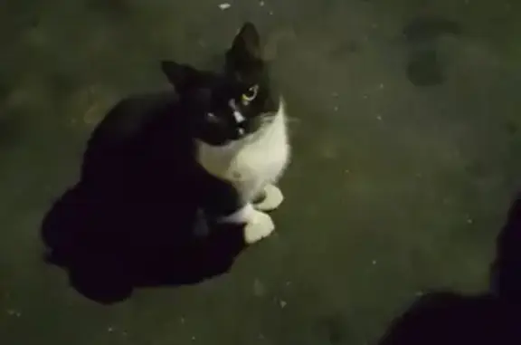 Найден домашний котик на ул. Первомайской (Балашиха)
