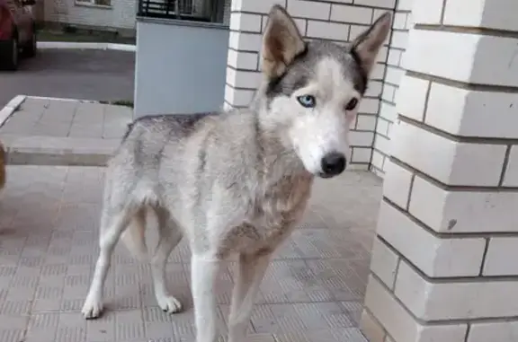 Найдена собака на ул. Чапаева 52А