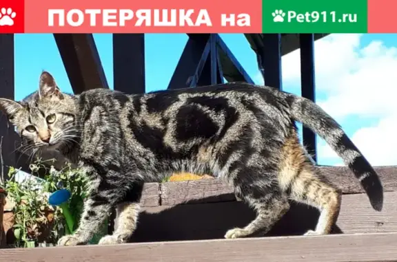 Кошки потеряшки, Санкт-Петербург, фото: Потеряшка кошка Локки в СНТ Родники, ЛО.