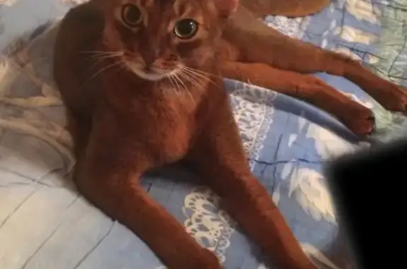 Пропал кот абиссинской породы в Ржавках, Московская область
