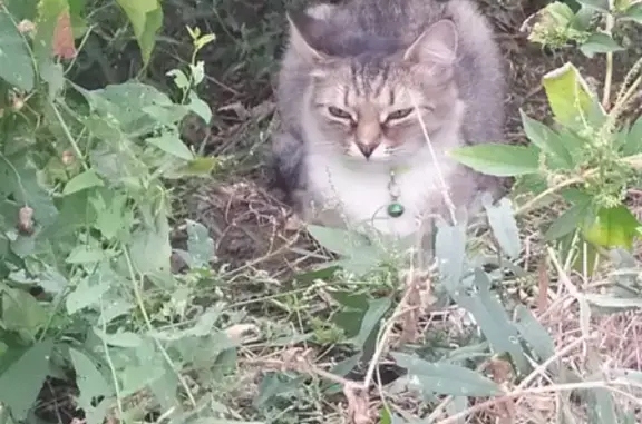 Найдена кошка возле Ново-Садовой 246 в Самаре