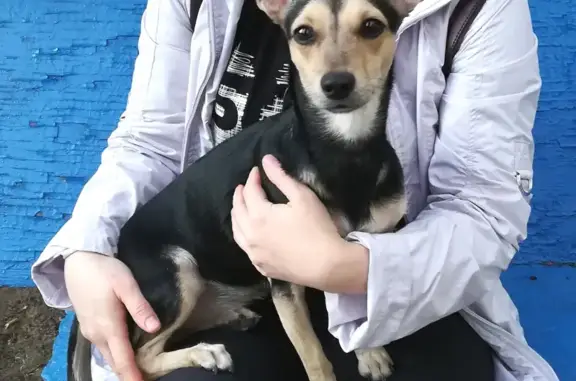 Найдена маленькая собачка на ул. Танкистов, Жилгородок