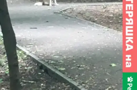 Пропала собака около парка Кузьминки, Москва.