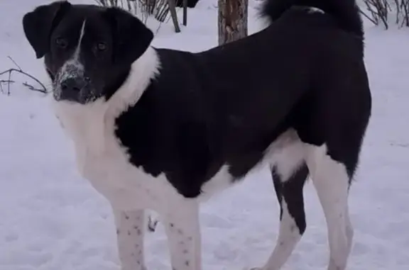Пропала собака Фея в Норском, Ярославская область
