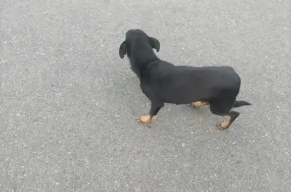 Найдена потерявшаяся собака в Челябинске: Девочка, чёрная с 