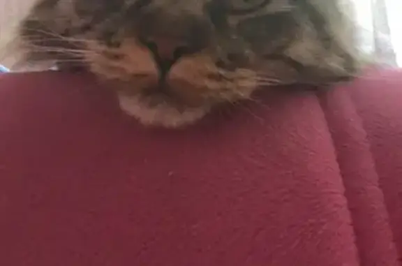 Кошки потеряшки, Ульяновск, фото: Потеряшка мейн кун на улице Пархоменко