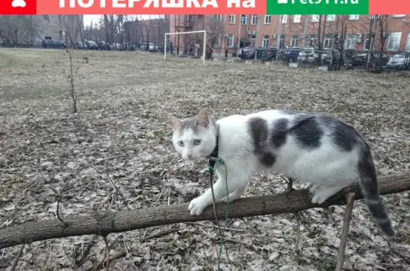 Кошки потеряшки, Санкт-Петербург, фото: Потеряшка кошка Волчок на Александровской колонне, Санкт-Петербург