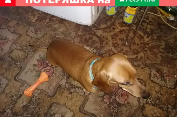 Собака найдена на ул. Кулакова (маг. Караван)