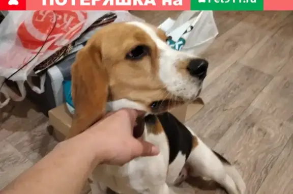 Собака Бигль найдена на Автовокзальной улице, Орёл