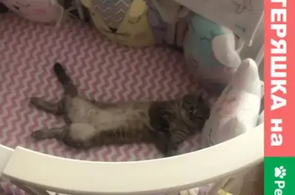 Кошки потеряшки, Санкт-Петербург, фото: Потеряшка кошка Буч, Галерная ул. 29, СПб.