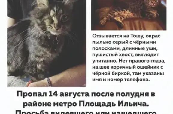Пропал кот возле метро Площадь Ильича, Москва.
