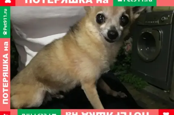 Найдена собака в Краснооктябрьском районе, Волгоград