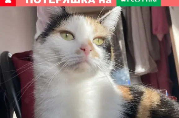 Пропала кошка на ул. Молостовых, Новогиреево - вознаграждение 89199792431