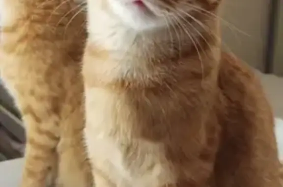 Потерянные животные Набережные Челны, фото: Пропал кот Вася, Замелекесье, Набережные Челны