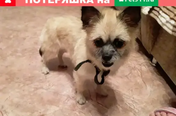Собака найдена на Газовой улице в Воронеже